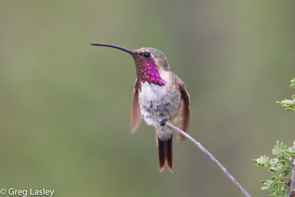 colibrí lucifer Polinizando México Querétaro
