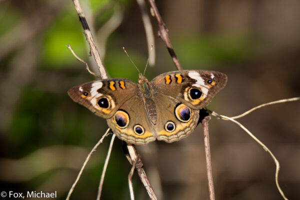 Mariposa Junonia coenia Polinizando México Querétaro