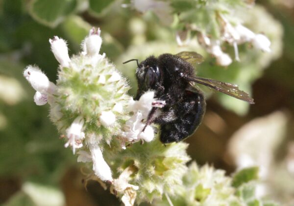 Abeja carpintera Polinizando México Querétaro